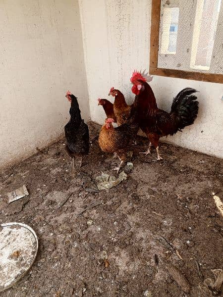 Desi hens for sale 0