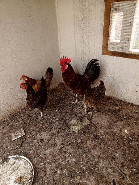 Desi hens for sale 1