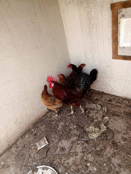 Desi hens for sale 2