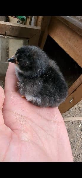 Australorp heritage 0