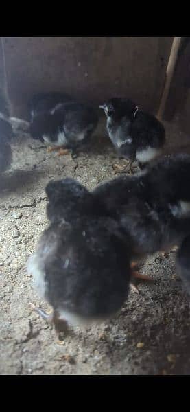 Australorp heritage 2