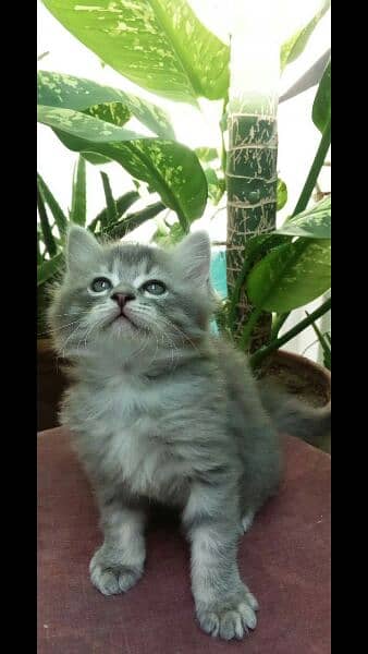 Female Persian Kitten 0