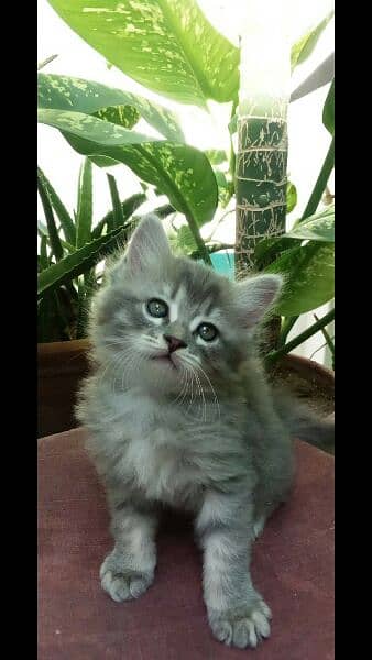 Female Persian Kitten 2