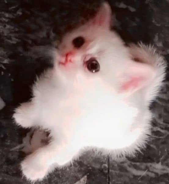 Persian/other cat sale 1