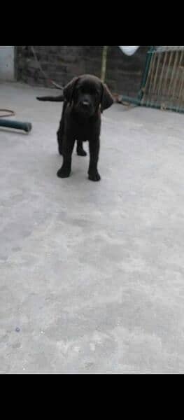 Labrador puppy | Labra Dog | Labrador | Dog for sale 0