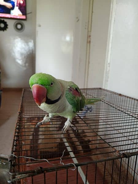 raw parrot for sale 1