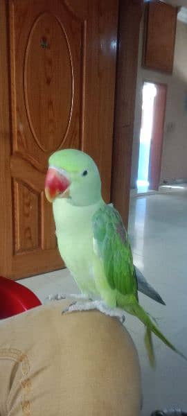 raw parrot age 1 year 1