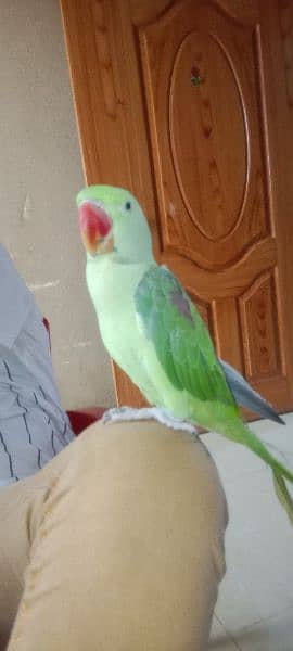 raw parrot age 1 year 2