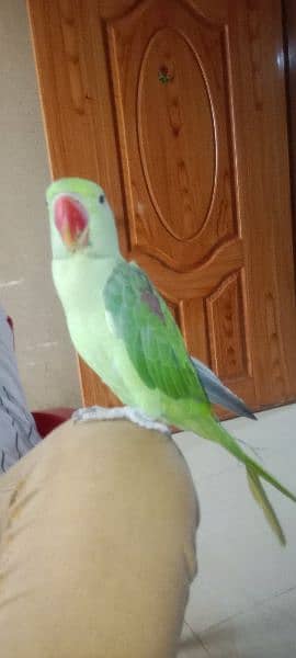 raw parrot age 1 year 5