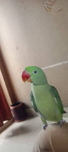 raw parrot age 1 year 7