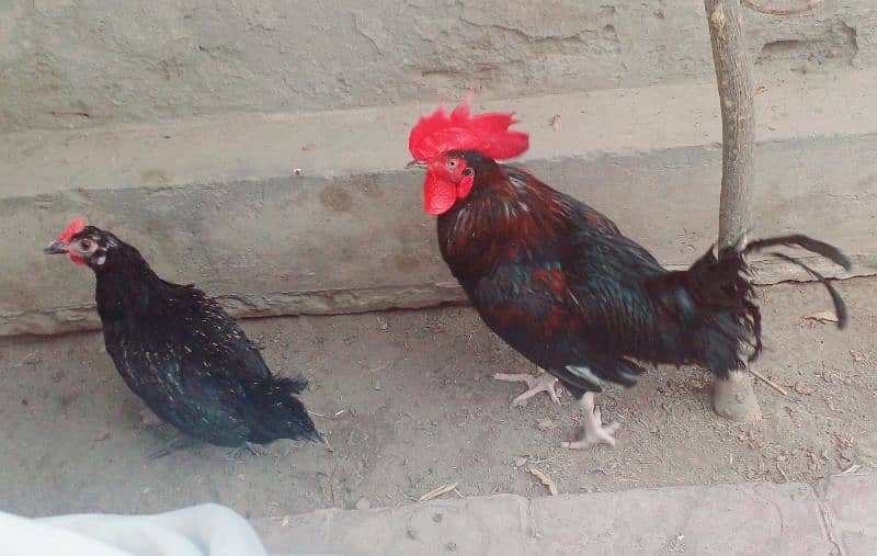 Australorp Shaded Young Pair 0