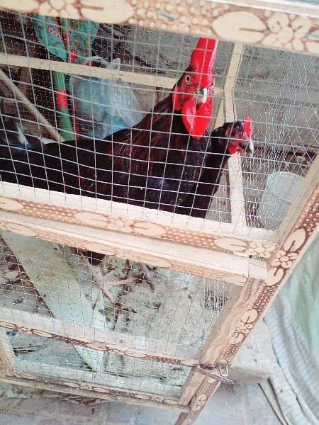 Australorp Shaded Young Pair 1