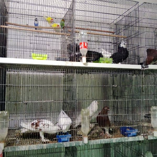 selling almost all healthy and active pigeons 0