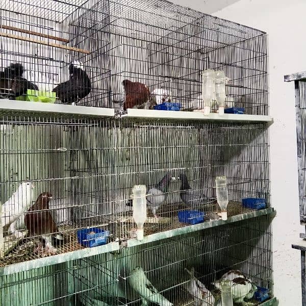 selling almost all healthy and active pigeons 1