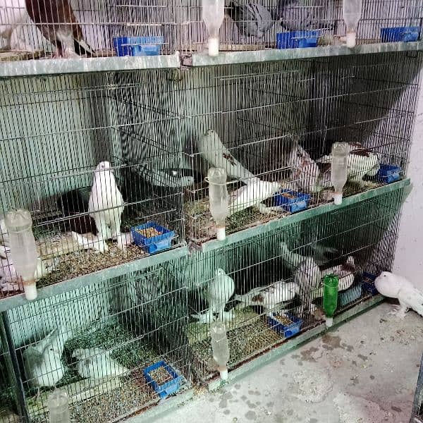 selling almost all healthy and active pigeons 2