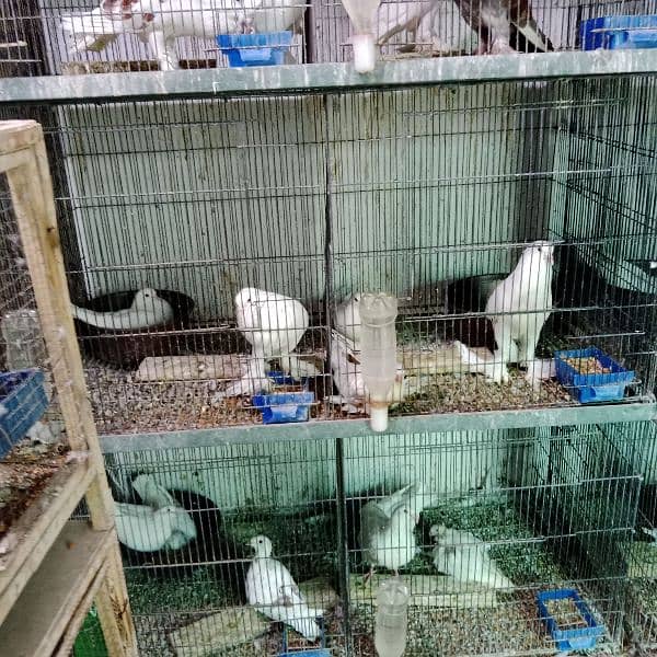 selling almost all healthy and active pigeons 3
