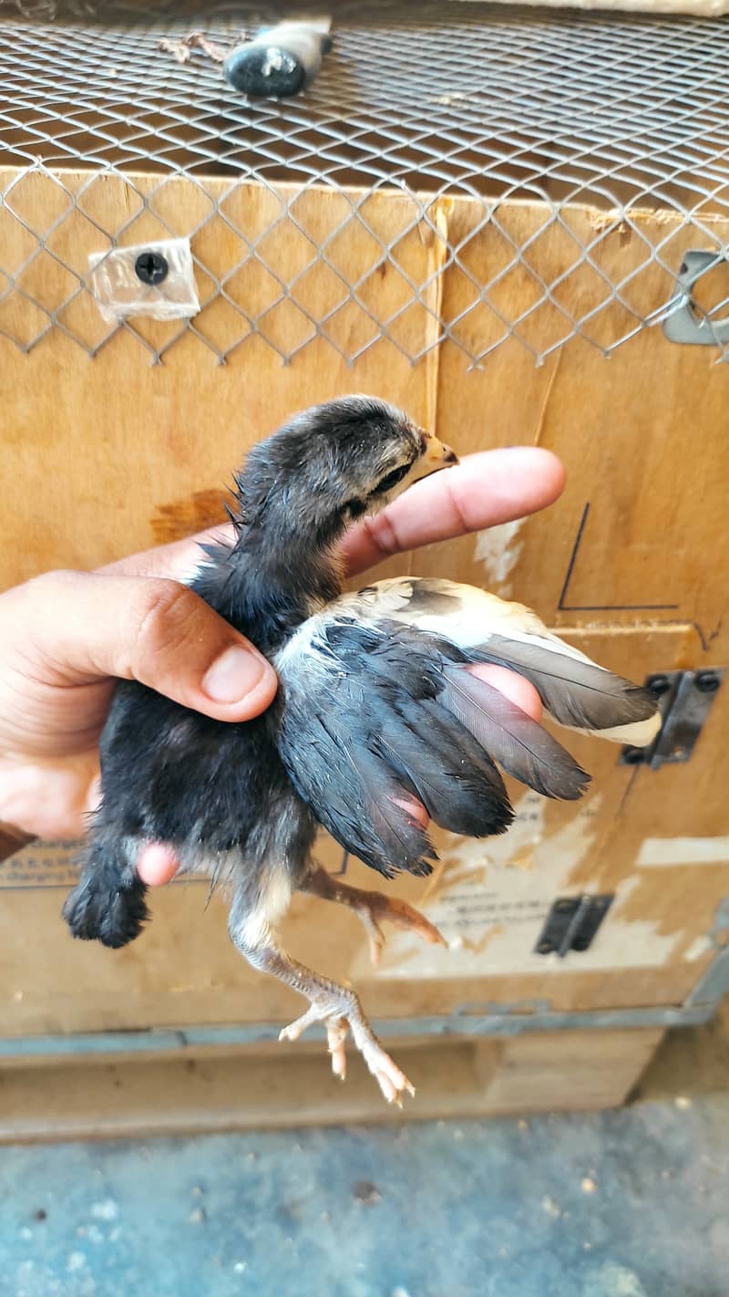 Australorp One Day Chicks Booking Available 98% Female 3
