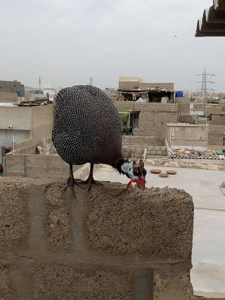 Guineafowls Chinese murga 1