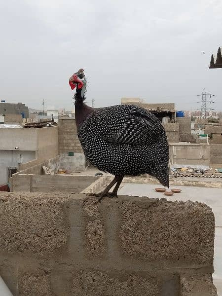 Guineafowls Chinese murga 2