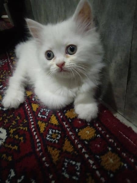 Persian cat 0