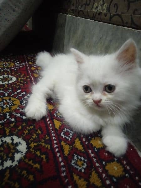 Persian cat 1