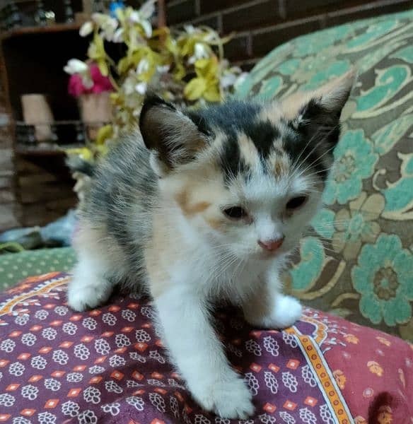 Persian cats for sale age 45 days 2