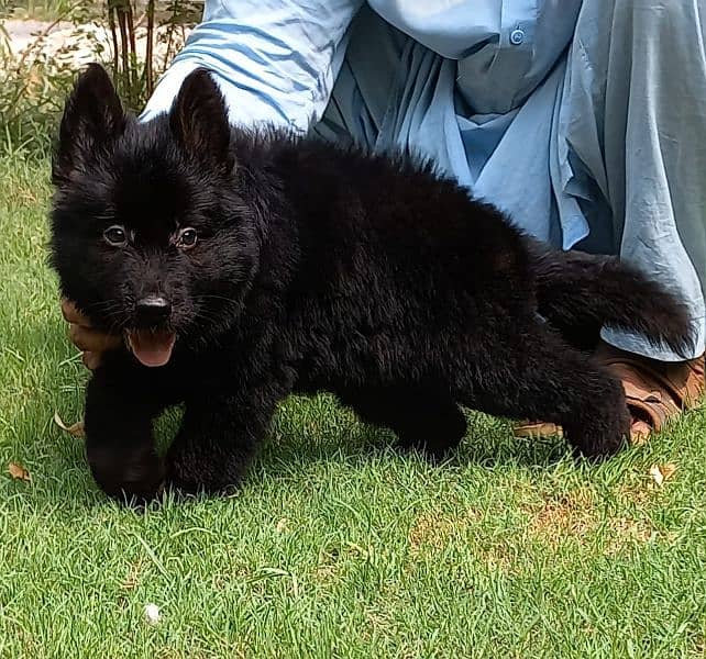 Black German Shepherd female proper long coat heavy bone structure 0