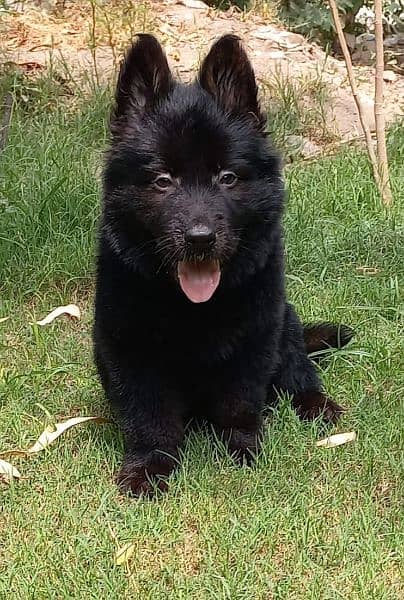 Black German Shepherd female proper long coat heavy bone structure 3