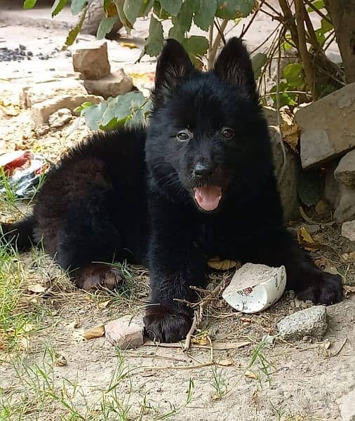 Black German Shepherd female proper long coat heavy bone structure 4