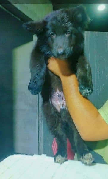 German Shepherd Black Long Coat Male pup 0