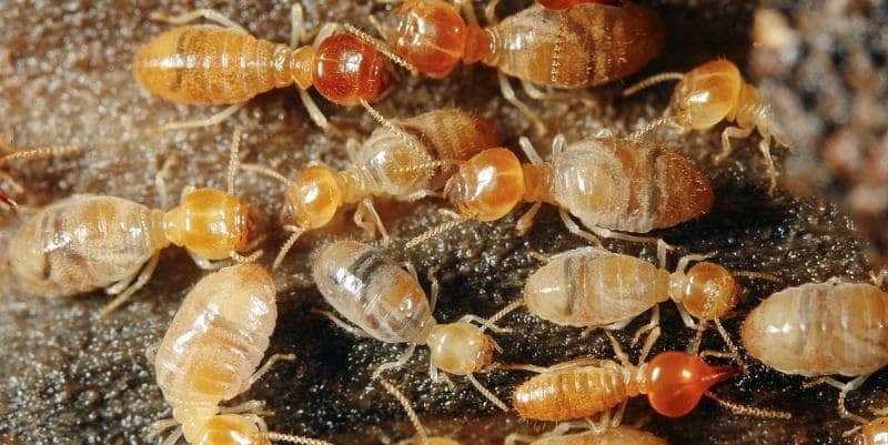 Termite ( Deemak )Proofing Cockroach Rodents Bedbugs Control/Rat/pest 1