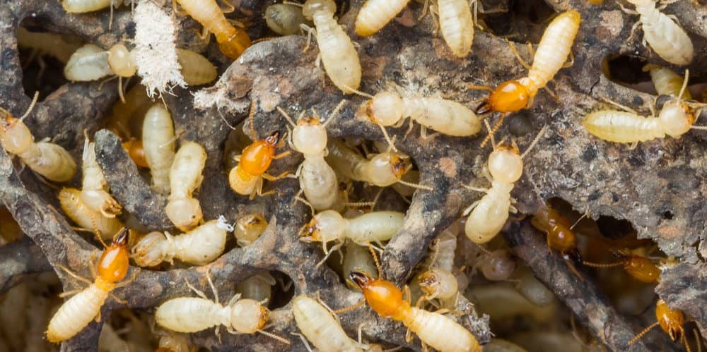 Termite ( Deemak )Proofing Cockroach Rodents Bedbugs Control/Rat/pest 2