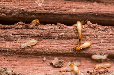 Termite ( Deemak )Proofing Cockroach Rodents Bedbugs Control/Rat/pest 3