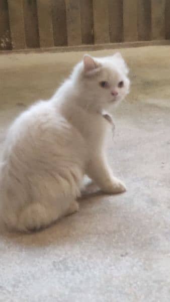 white persian cat 1