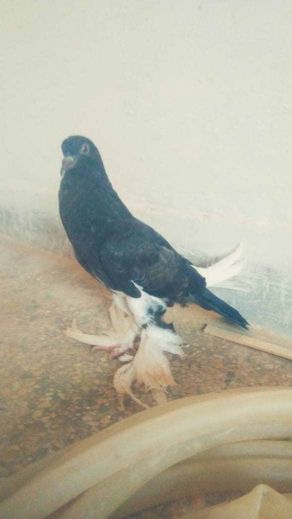 Gubara Pigeon 3