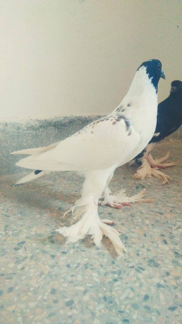 Gubara Pigeon 4