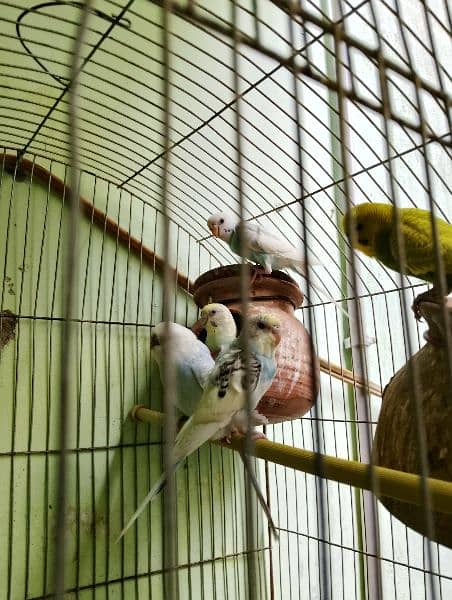 5 Australian parrot with cage 5