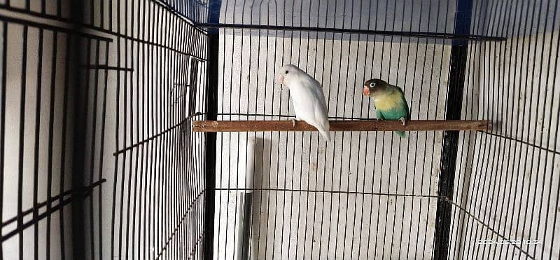 Love Birds 3