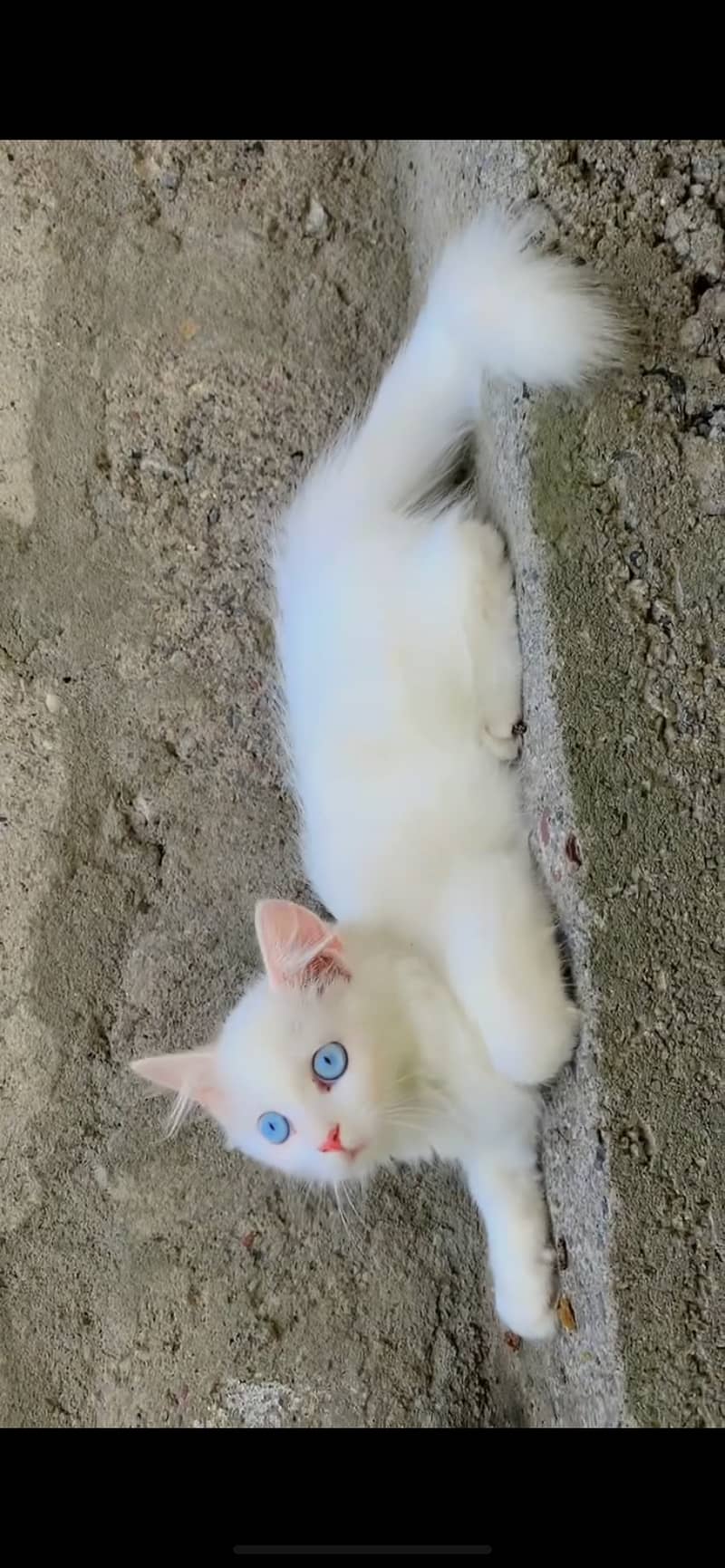 White persian kitten 2