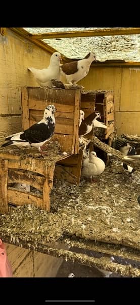 20+ pigeons for sale 0