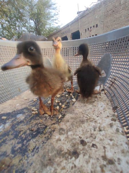 3 baby ducks for sale 0