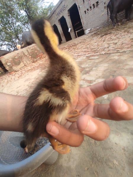 3 baby ducks for sale 2