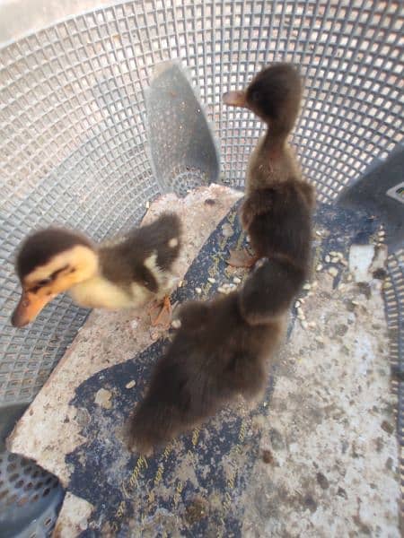 3 baby ducks for sale 3