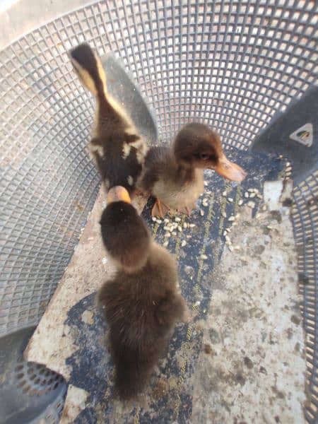 3 baby ducks for sale 4