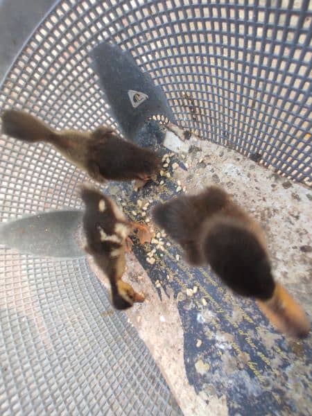 3 baby ducks for sale 5