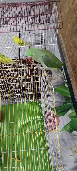 Green Parrot 2