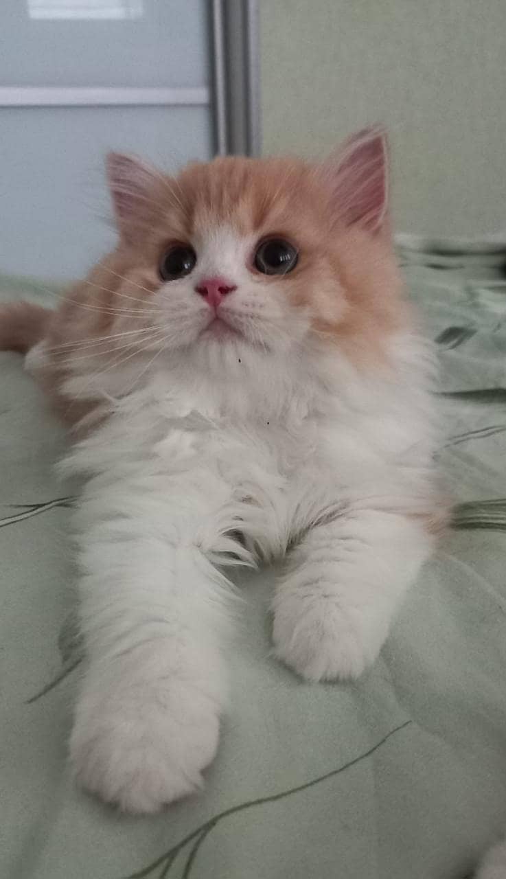 Persian cat/Persian kittens/triple coated/punch face/peki face 5