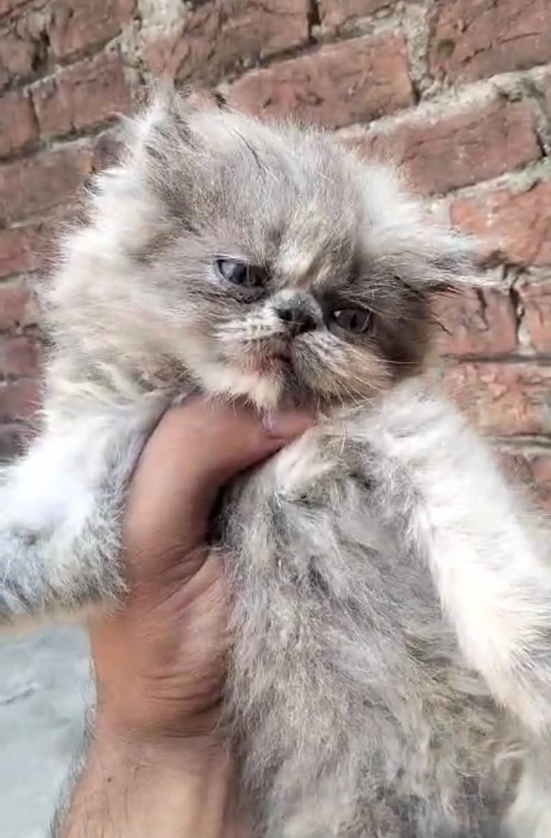 Persian cat/Persian kittens/triple coated/punch face/peki face 6