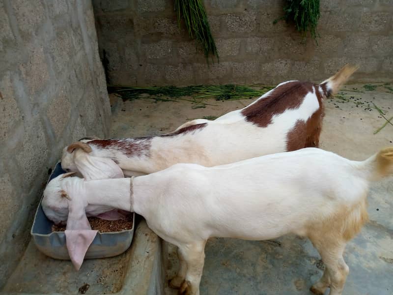 Two female goats,well cared and fertile for sale 0