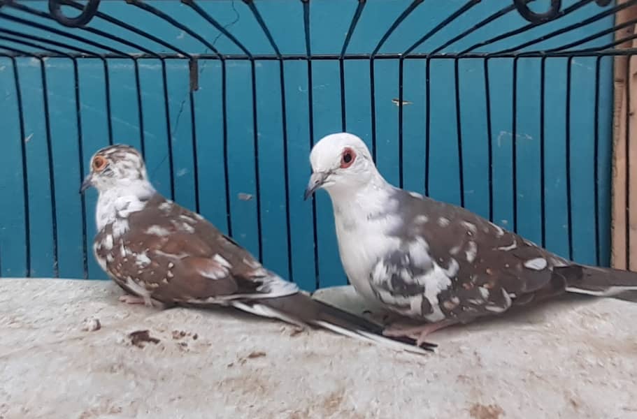 Dove Diamond Pied 0